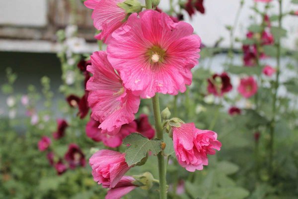 Цветы Мальва просвирник