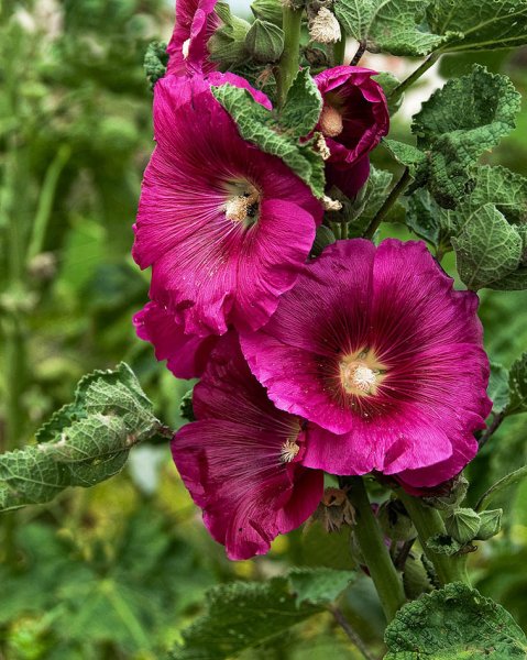 Цветы Мальва просвирник