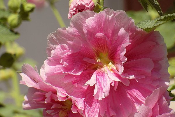 Мальва Апплблоссом