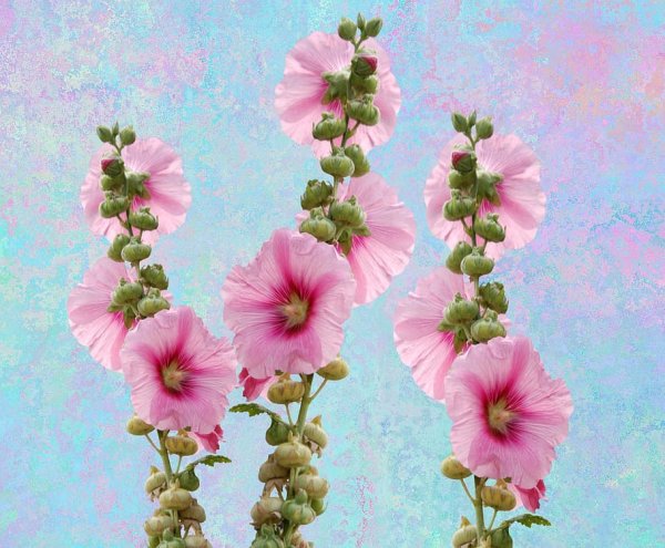 Мальва Полевая цветок