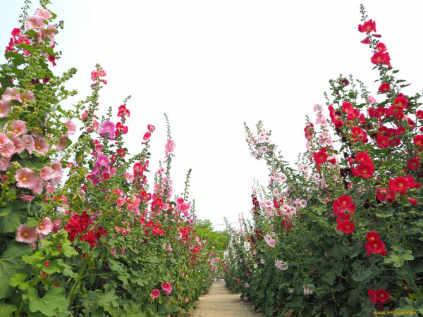 Мальва Живая изгородь