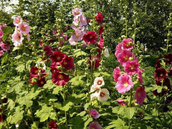 Мальва (шток-роза, просвирник)