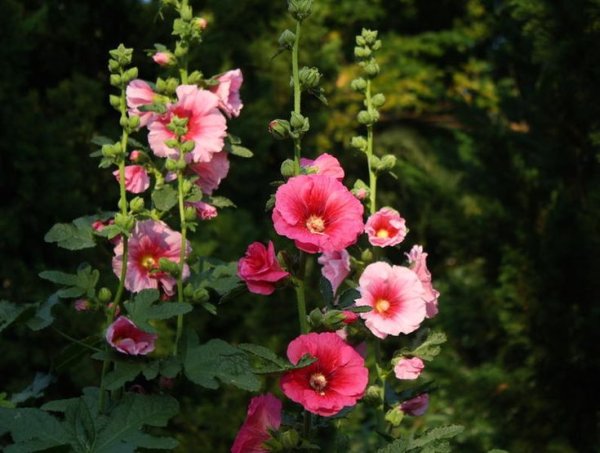 Мальва Садовая многолетняя