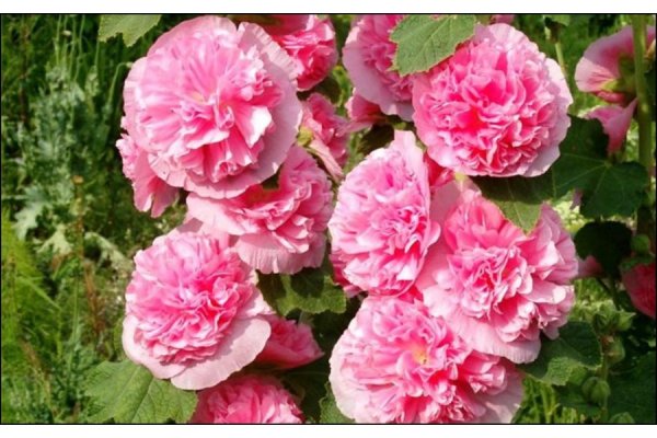 Мальва – Alcea rosea