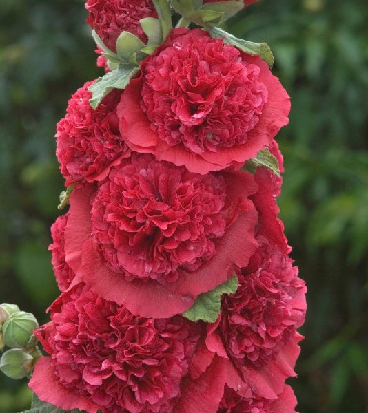 Шток роза в дизайне