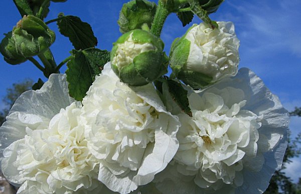 Мальва шток роза