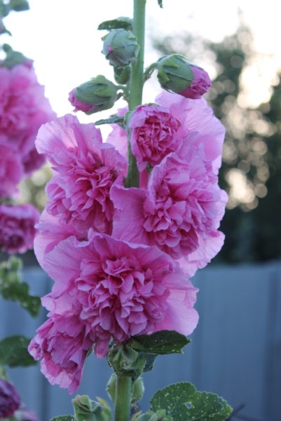 Мальва (шток-роза, просвирник)