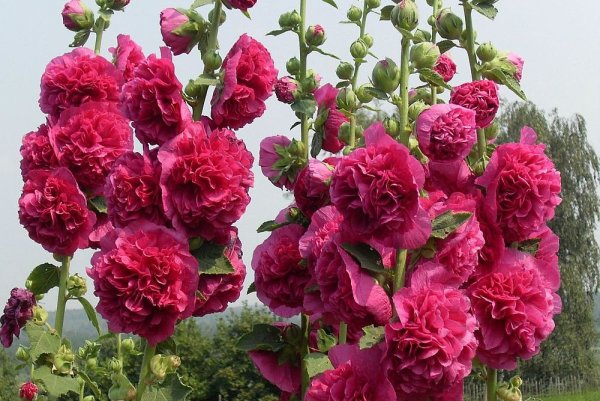 Мальва шток роза Скарлет