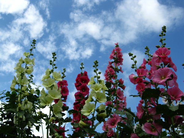 Мальва Мавритана