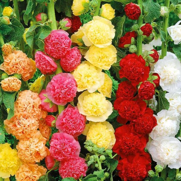 Мальва шток роза махровая