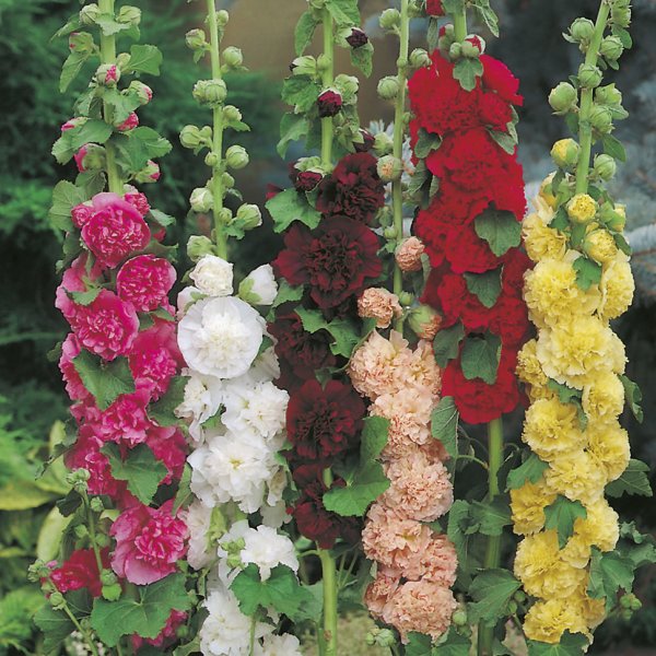 Мальва шток роза