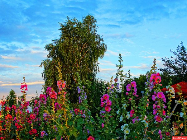 Куст шток розы