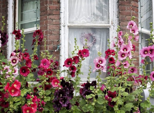 Растение Мальва многолетняя