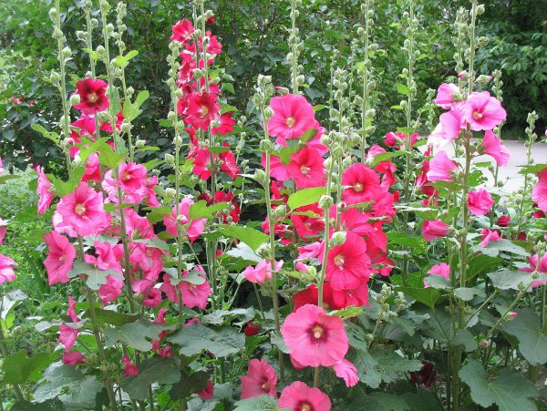 Мальва ампельная