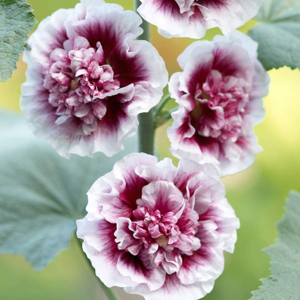 Шток роза Мажоретта