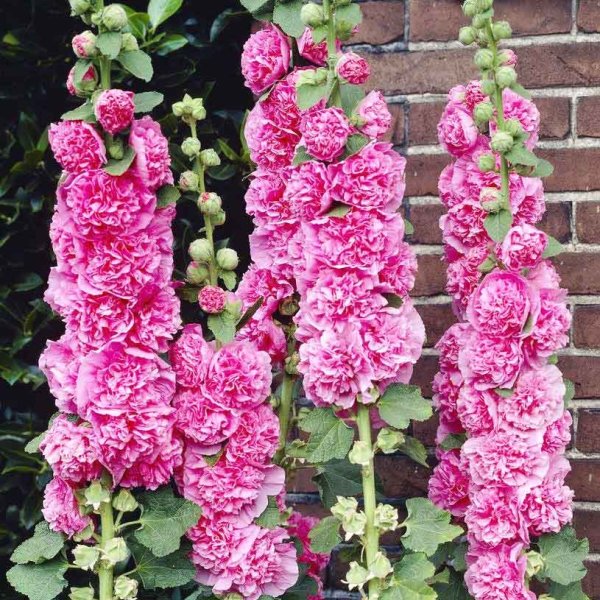 Шток-роза Alcea rosea