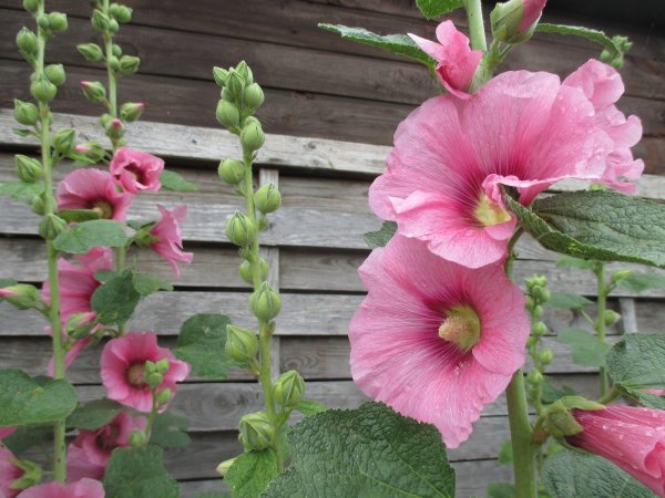 Шток-роза Hollyhock