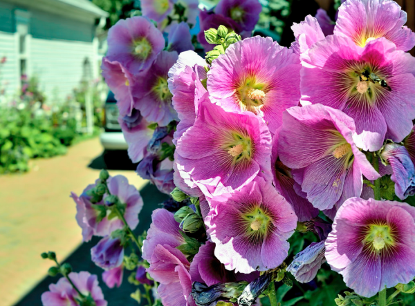 Мальва гибридная