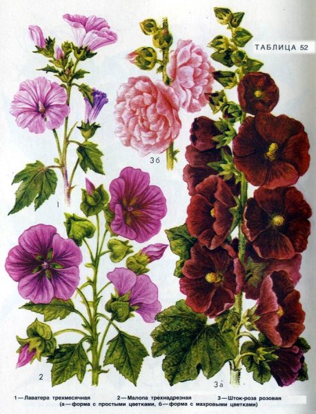 Лаватера и шток роза