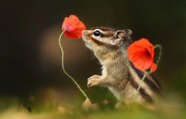 Бурундук с цветком