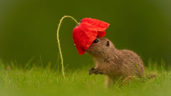 Суслик с цветочком