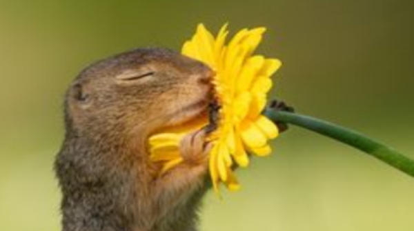 Суслик с цветком