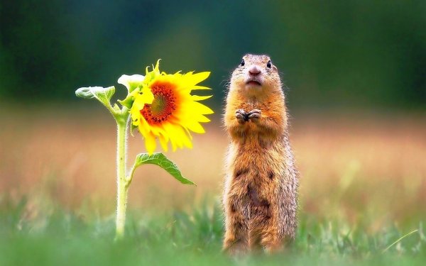 Сурок в поле