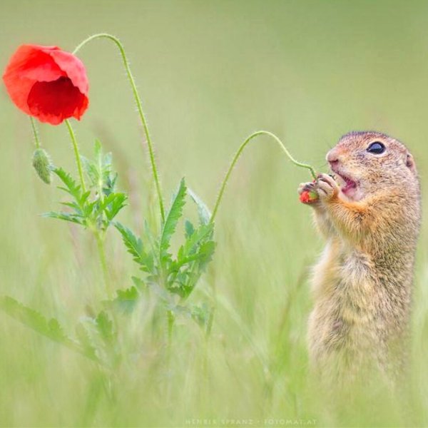 Суслик полевой