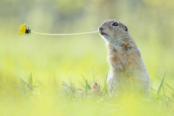 Позитивные суслики