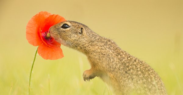 Суслик с одуванчиком