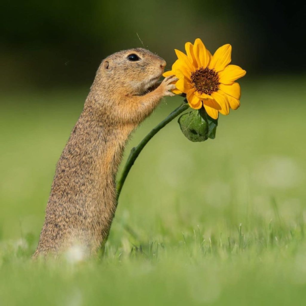 Фотограф Дик Ван Дуйн