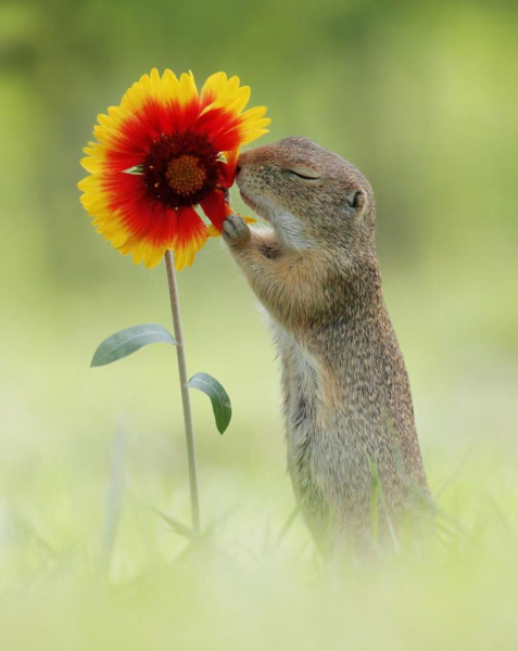 Радость животные