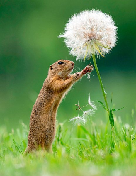 Дик Ван Дуйн суслик