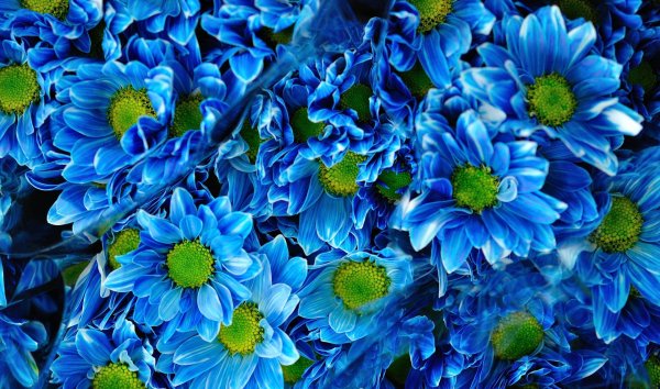 Цветы букет