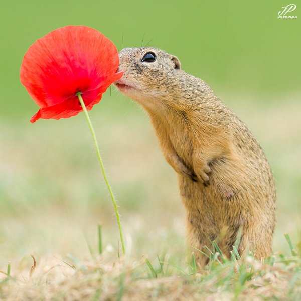 Суслик с цветком