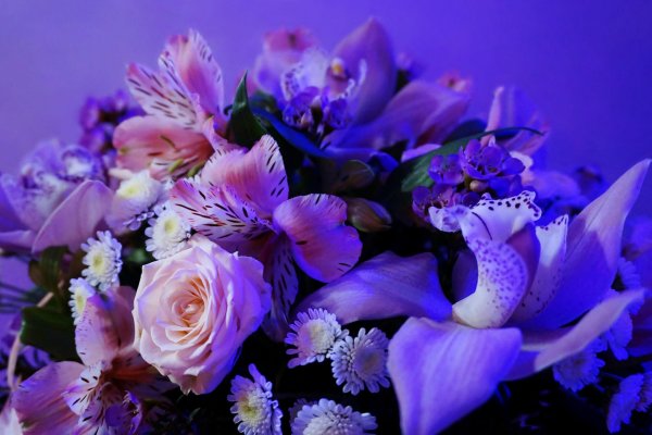 Гацания однолетник