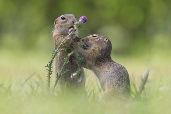 Милые суслики
