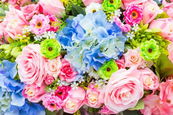 Гербера Снежная Gerbera Nivea