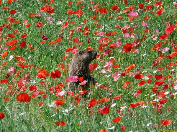 Бурундук с цветком