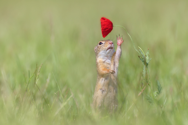 Суслик красивый