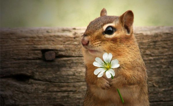 Животные летом