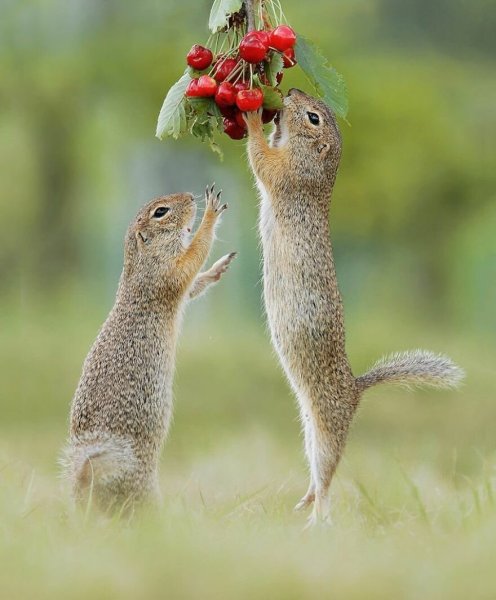 Суслик летом