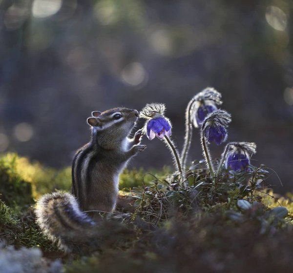 Милые суслики