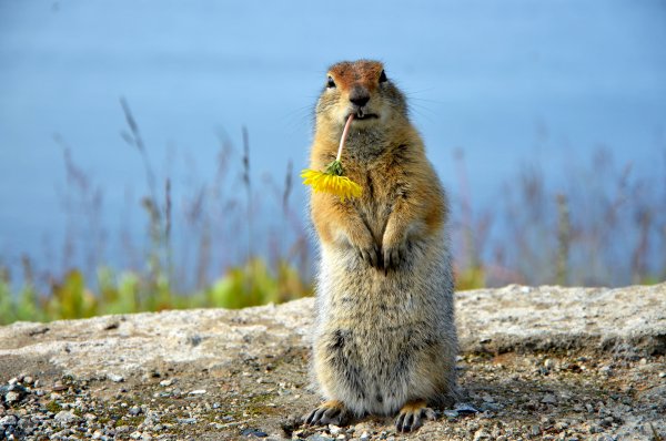 Суслик с цветочком