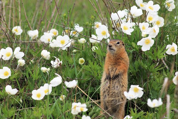 Животные нюхают цветы