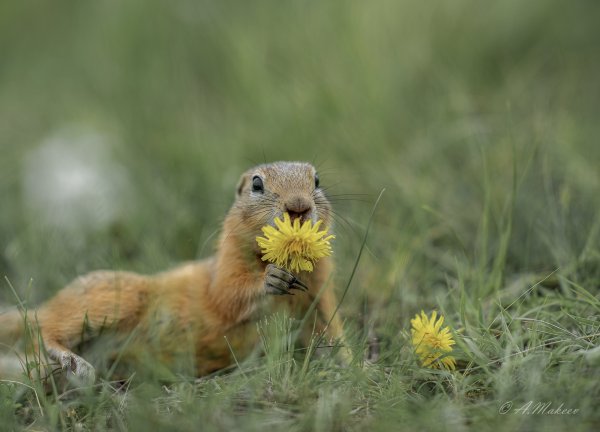 Джулиан рад - австралийский фотограф