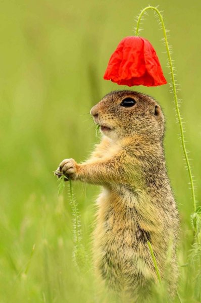 Красивый бурундук