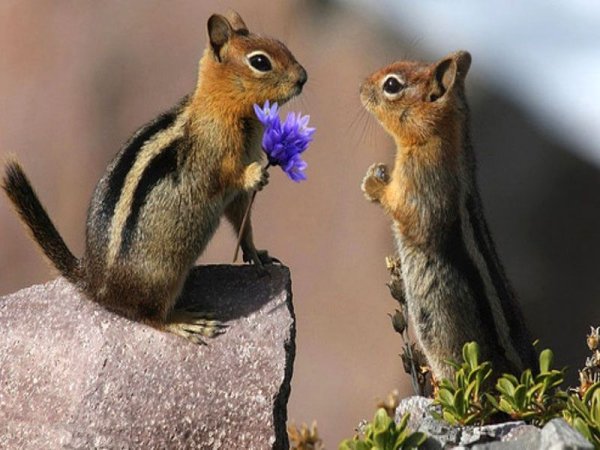 Крымский Степной суслик