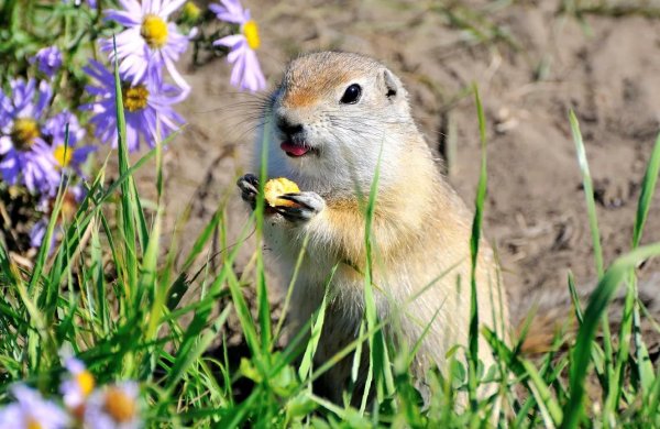 Полчна Эмануэля суслики