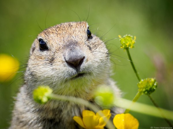Суслик Gopher